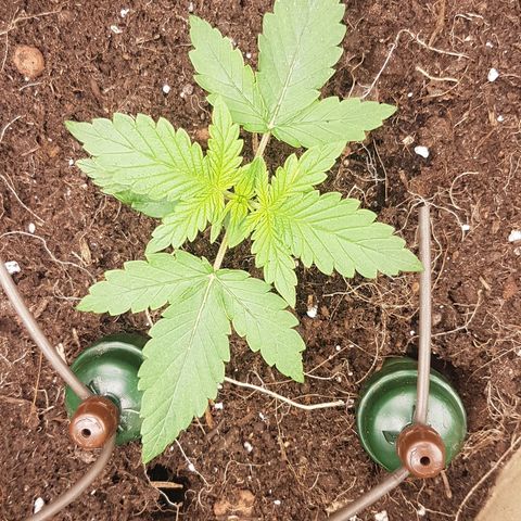 Purplematic CBD growlog timeline photo