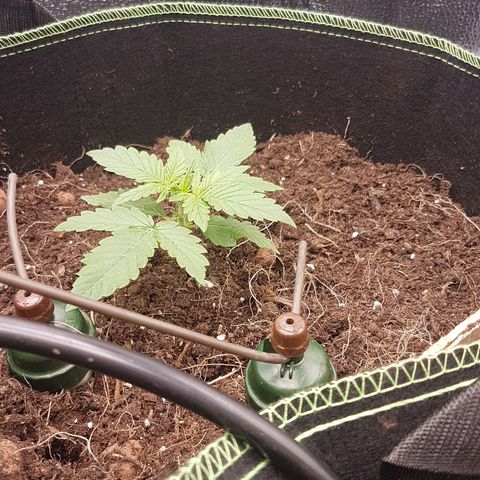 Purplematic CBD growlog timeline photo