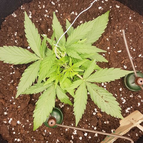 Orion F1 growlog timeline photo