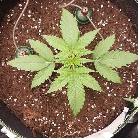 Solomatic CBD growlog timeline photo