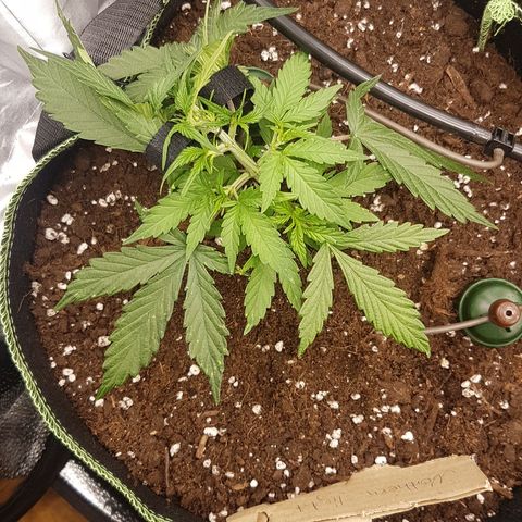 Northern Lights Automatic growlog timeline photo