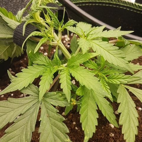 Northern Lights Automatic growlog timeline photo