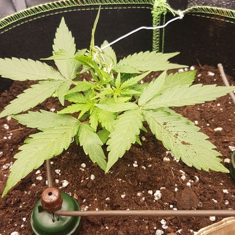 Orion F1 growlog timeline photo