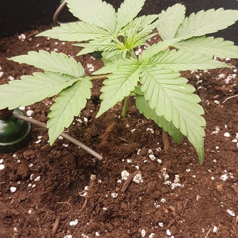 Solomatic CBD growlog timeline photo