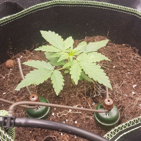 Purplematic CBD growlog timeline photo