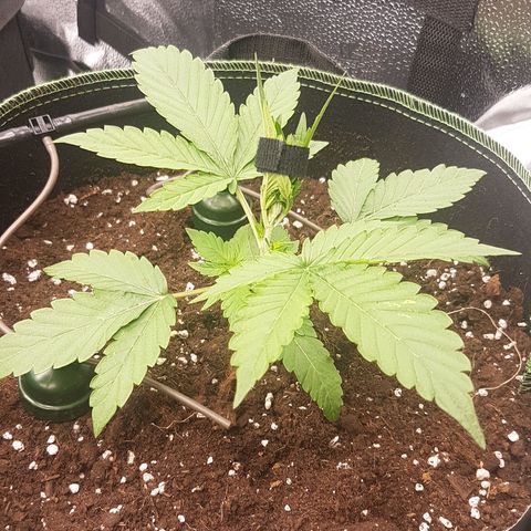 Solomatic CBD growlog timeline photo