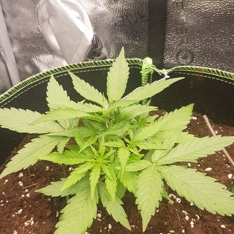 Orion F1 growlog timeline photo
