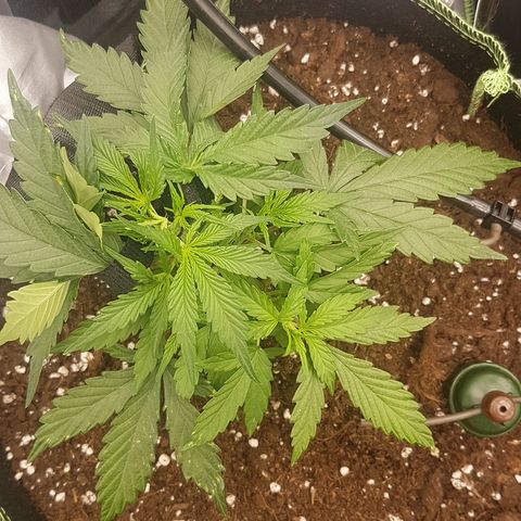 Northern Lights Automatic growlog timeline photo