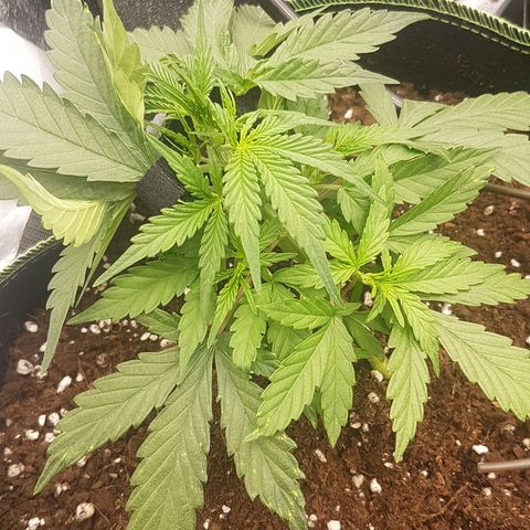 Northern Lights Automatic growlog timeline photo