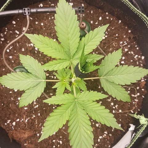 Solomatic CBD growlog timeline photo