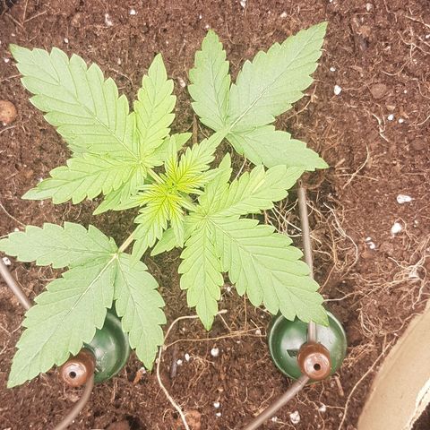Purplematic CBD growlog timeline photo
