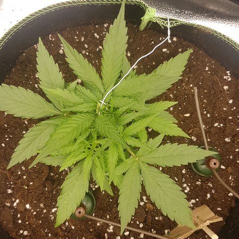 Orion F1 growlog timeline photo