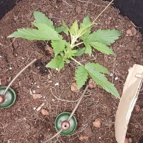 Purplematic CBD growlog timeline photo