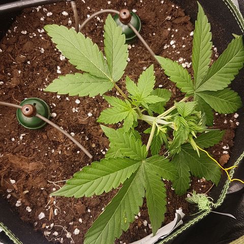 Solomatic CBD growlog timeline photo