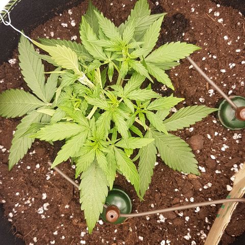 Orion F1 growlog timeline photo