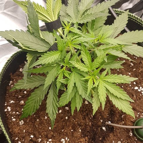 Northern Lights Automatic growlog timeline photo