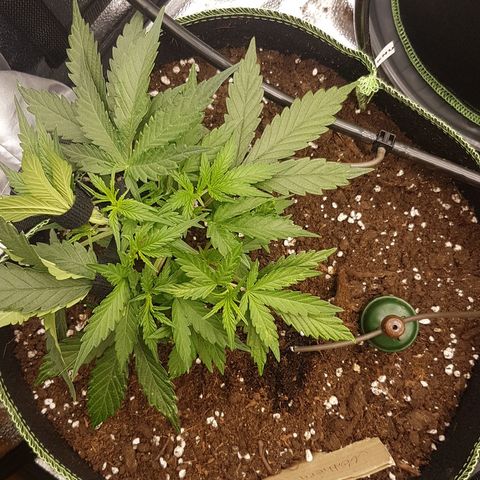 Northern Lights Automatic growlog timeline photo