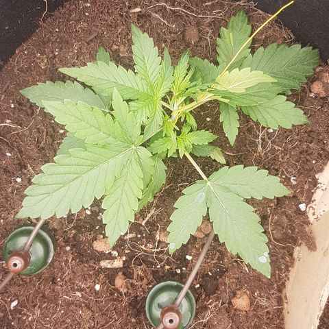Purplematic CBD growlog timeline photo