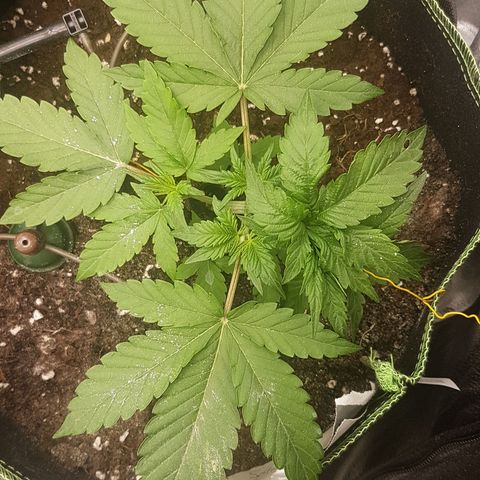 Solomatic CBD growlog timeline photo