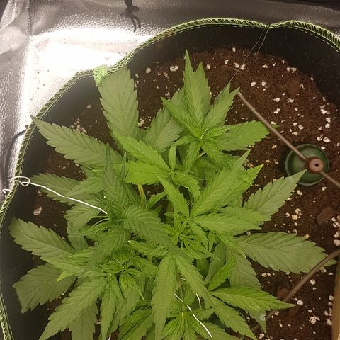 Orion F1 growlog timeline photo