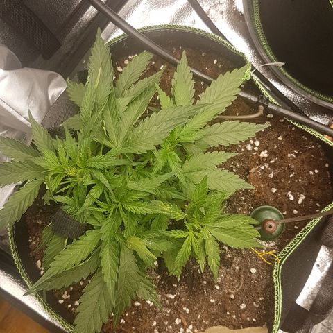 Northern Lights Automatic growlog timeline photo