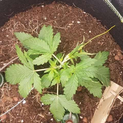 Purplematic CBD growlog timeline photo
