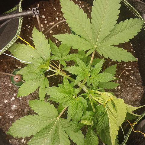 Solomatic CBD growlog timeline photo