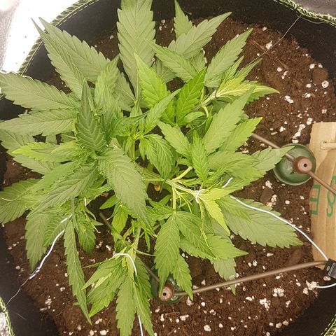 Orion F1 growlog timeline photo