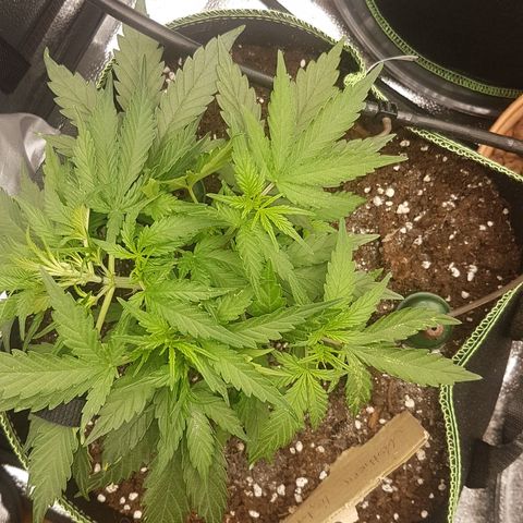Northern Lights Automatic growlog timeline photo