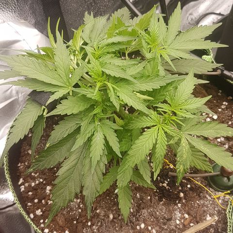 Northern Lights Automatic growlog timeline photo