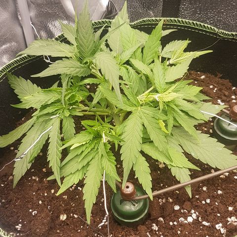Orion F1 growlog timeline photo