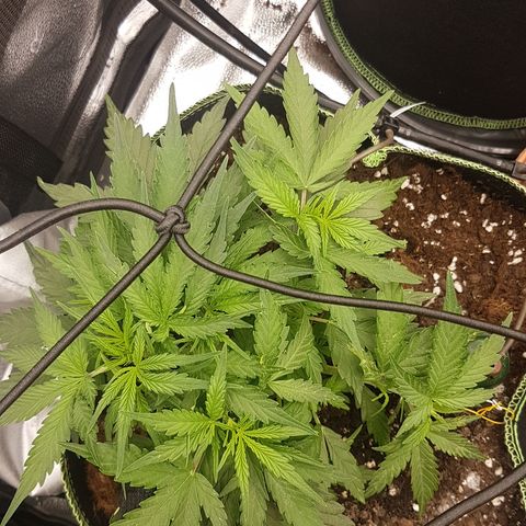 Northern Lights Automatic growlog timeline photo