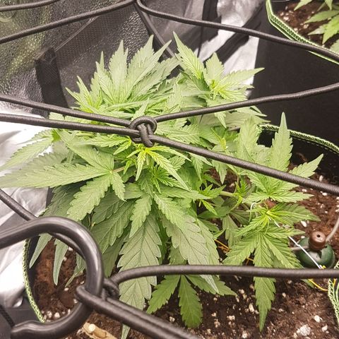 Northern Lights Automatic growlog timeline photo