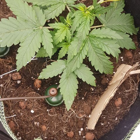 Purplematic CBD growlog timeline photo