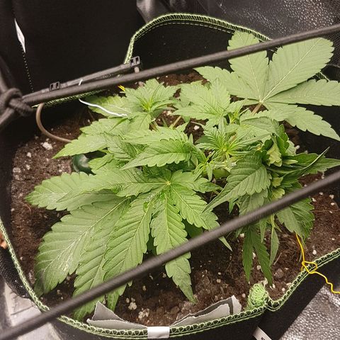 Solomatic CBD growlog timeline photo