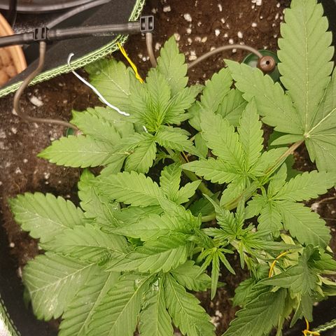 Solomatic CBD growlog timeline photo