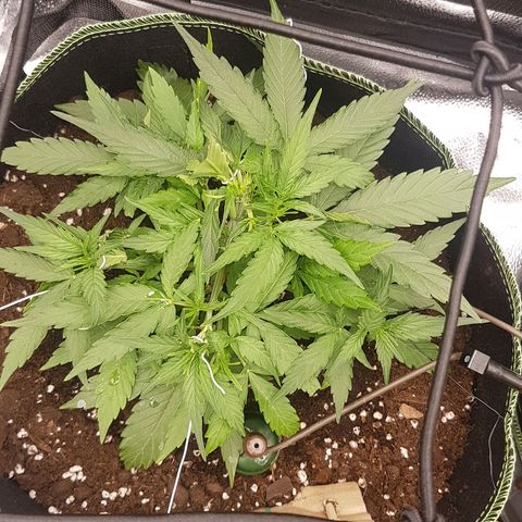 Orion F1 growlog timeline photo