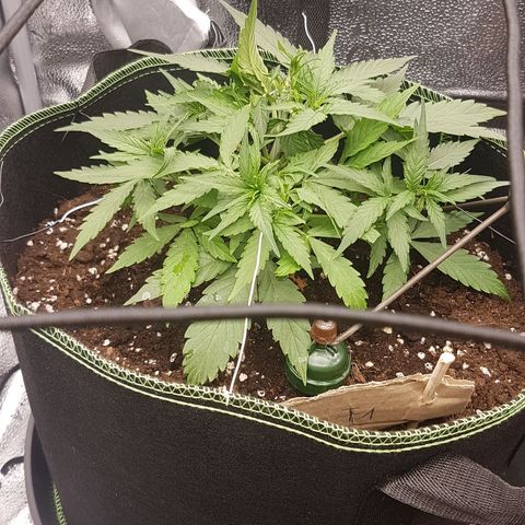 Orion F1 growlog timeline photo