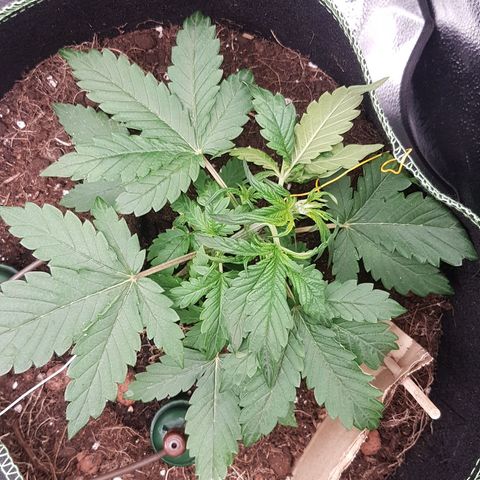 Purplematic CBD growlog timeline photo