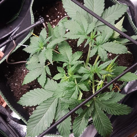 Solomatic CBD growlog timeline photo