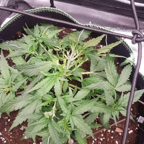 Orion F1 growlog timeline photo