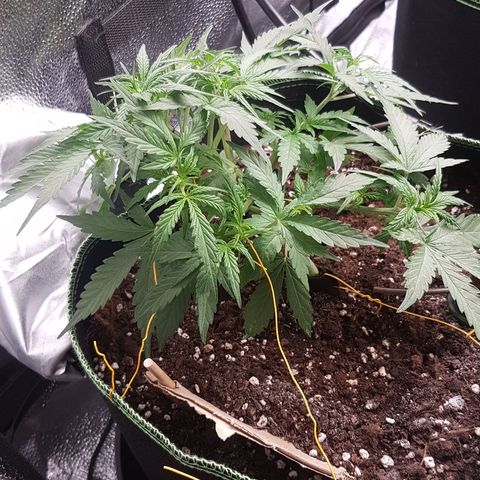 Northern Lights Automatic growlog timeline photo