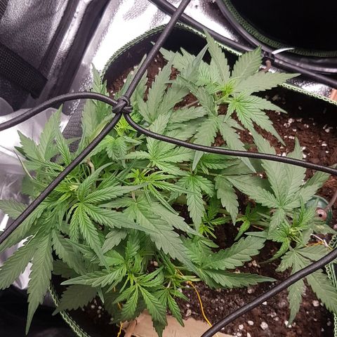 Northern Lights Automatic growlog timeline photo
