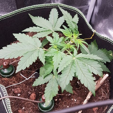 Purplematic CBD growlog timeline photo