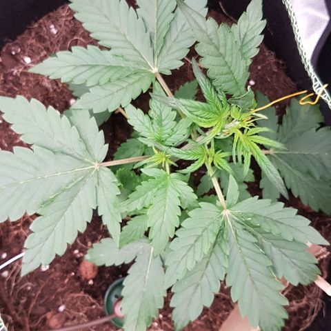 Purplematic CBD growlog timeline photo
