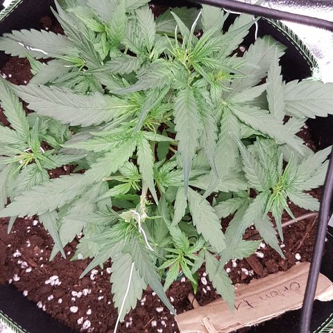 Orion F1 growlog timeline photo