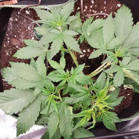 Solomatic CBD growlog timeline photo