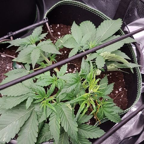 Solomatic CBD growlog timeline photo