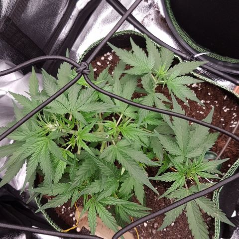 Northern Lights Automatic growlog timeline photo