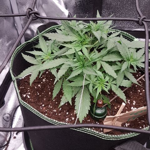 Orion F1 growlog timeline photo